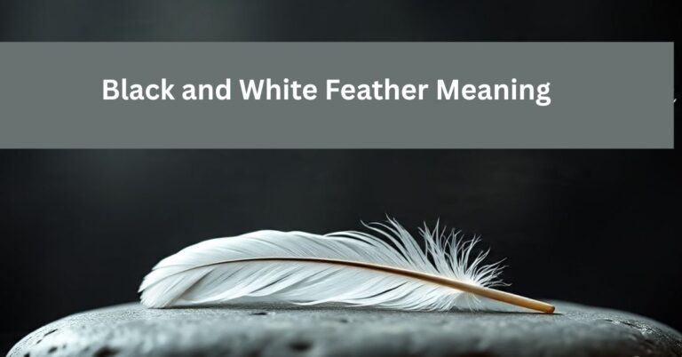 Black and White Feather Meaning