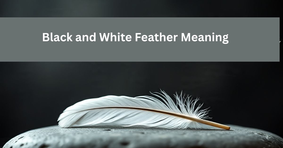 Black and White Feather Meaning